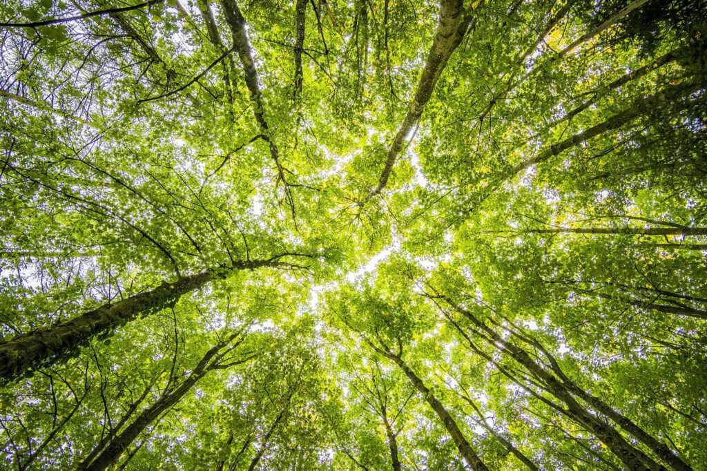 looking up poplar