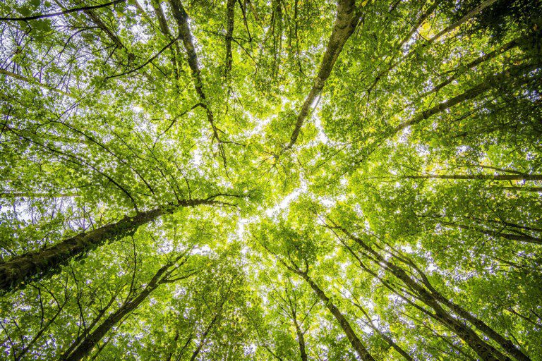 looking up poplar