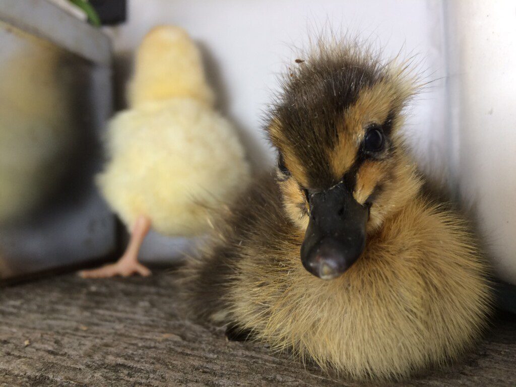 IMG 2440 duckling